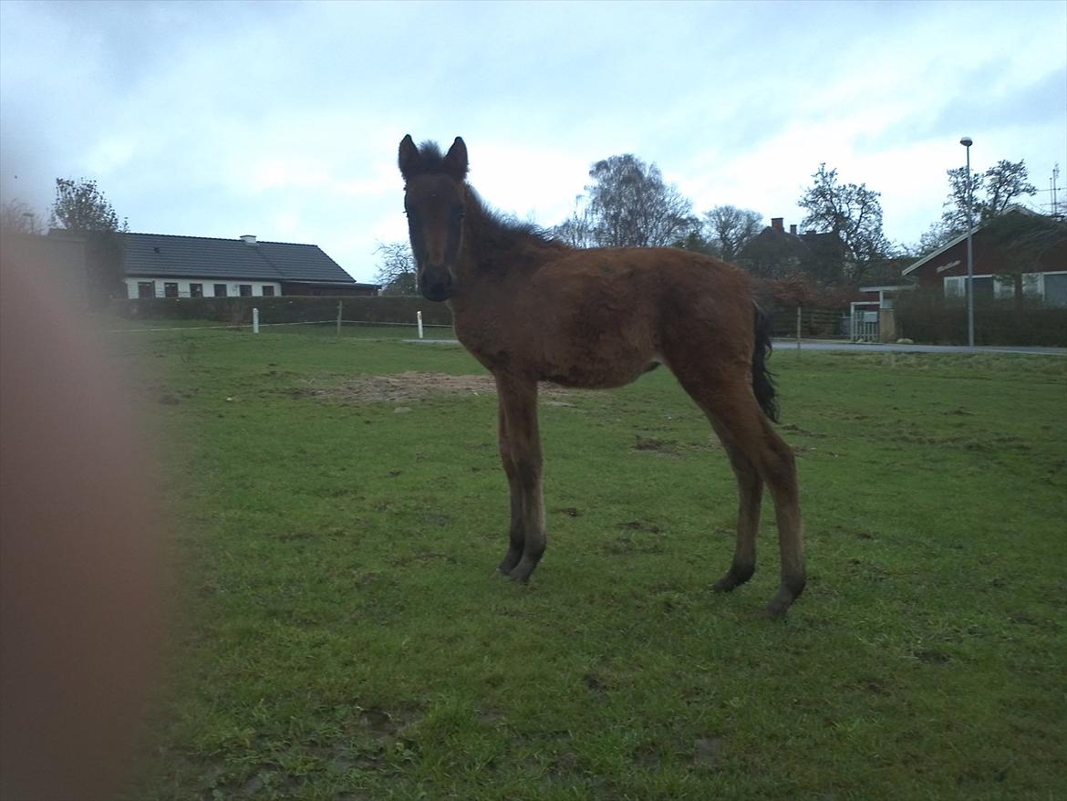 Anden særlig race Monique billede 2