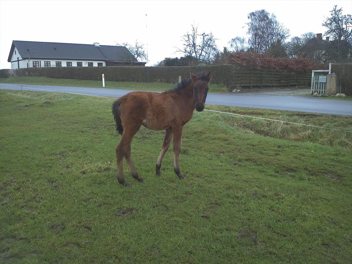 Anden særlig race Monique billede 5