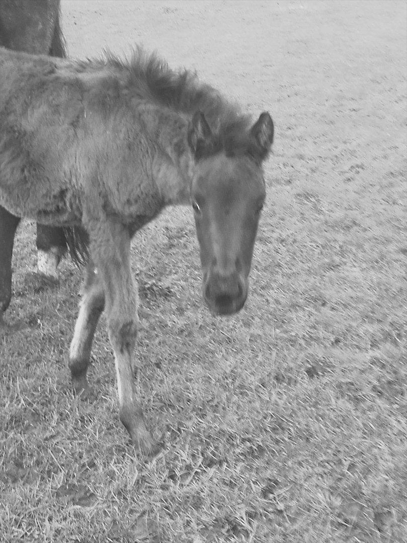 Anden særlig race Monique billede 3
