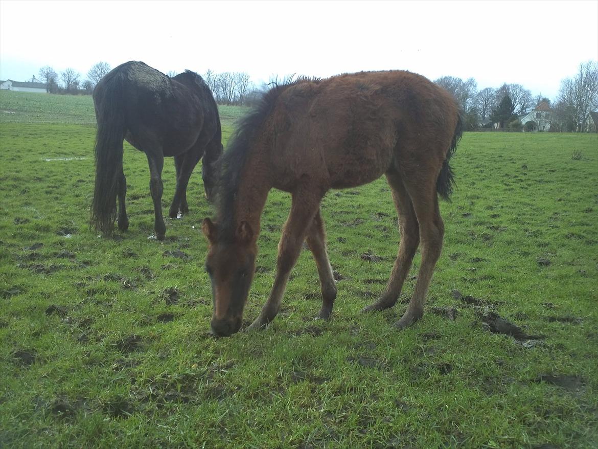 Anden særlig race Monique billede 7