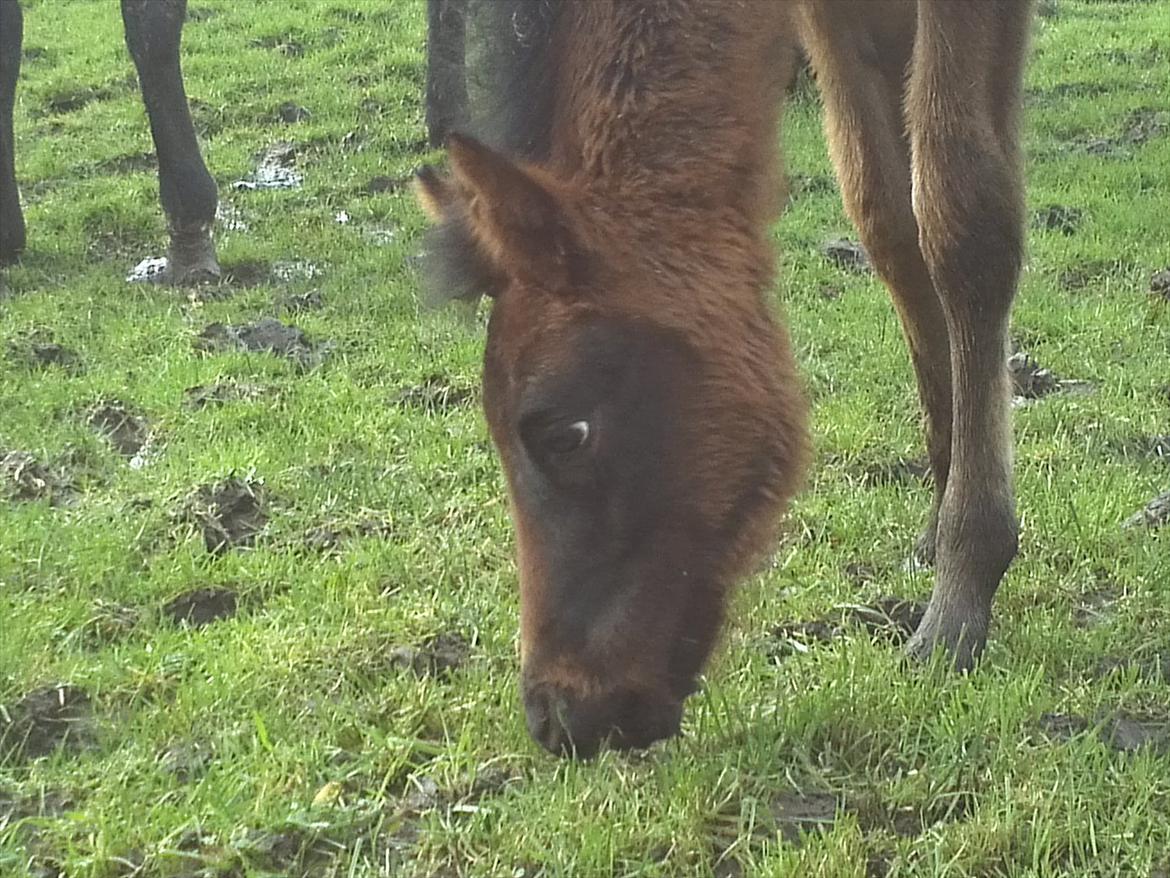 Anden særlig race Monique billede 8