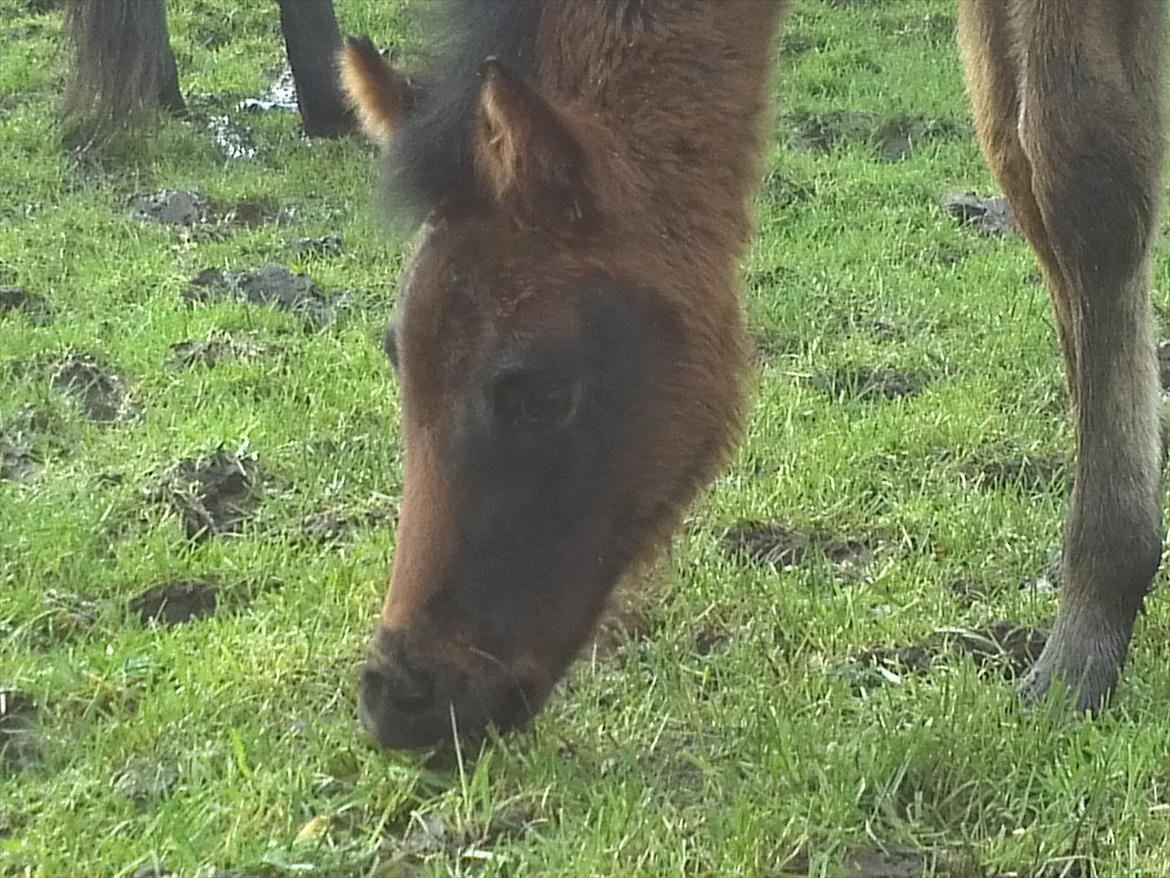 Anden særlig race Monique billede 9