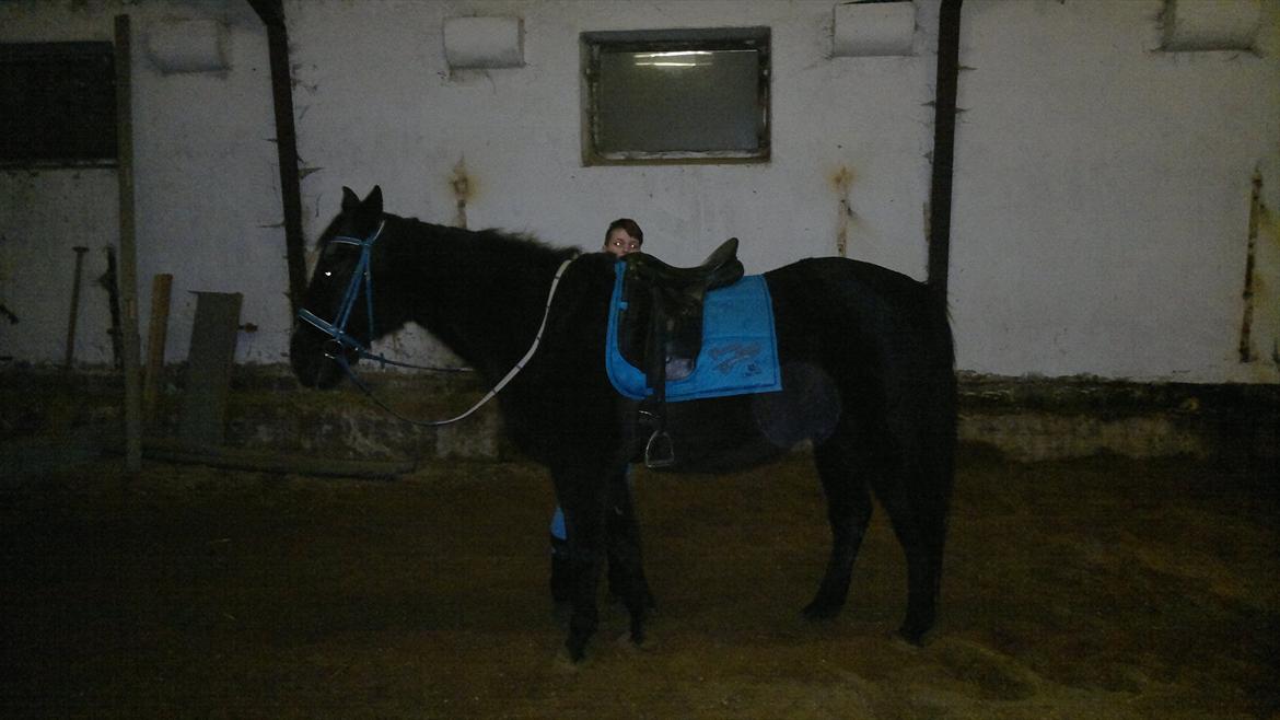 Traver Falkon skotland billede 10