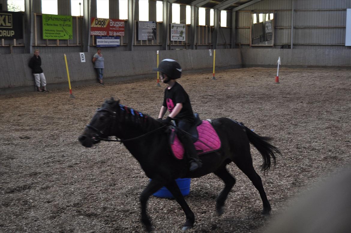 Anden særlig race Mikkeline - mikkeline rider opvisning til åbenhus i HARK :D  billede 1