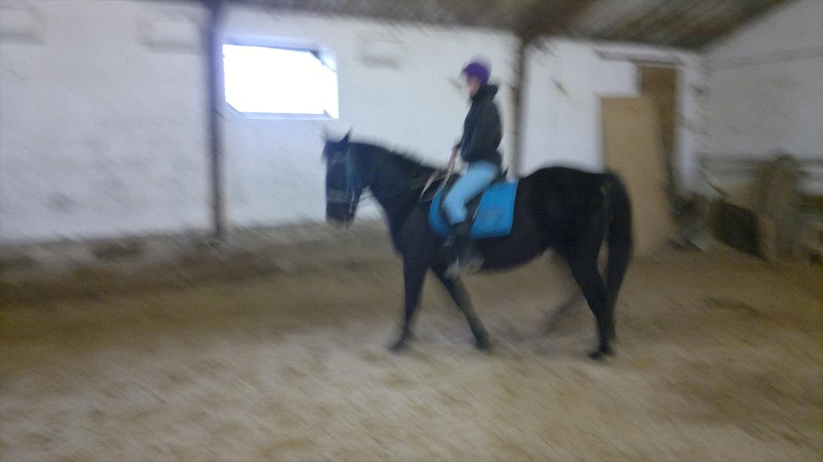 Traver Falkon skotland billede 11