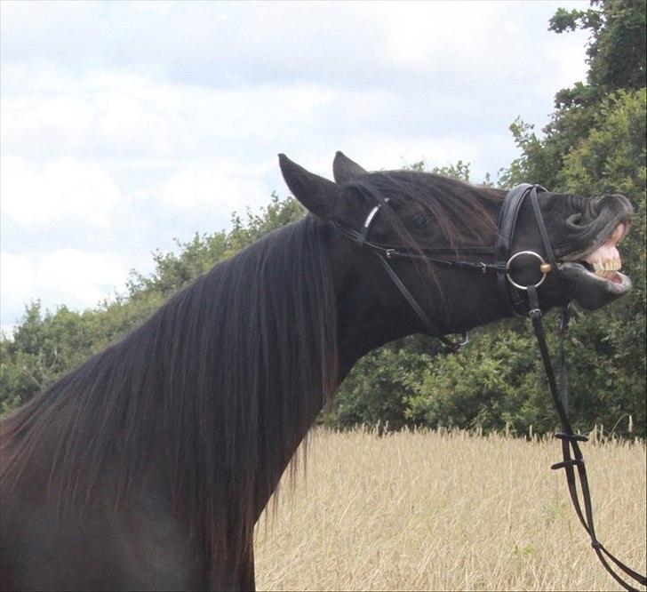 Frieser Midtjydens Kira billede 1