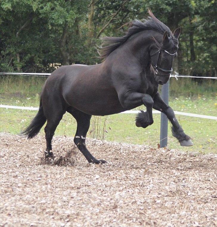 Frieser Midtjydens Kira billede 2