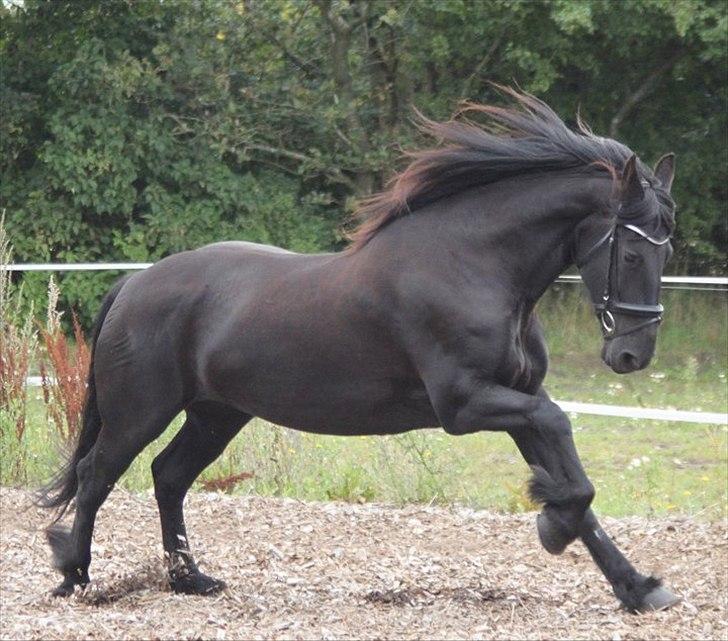 Frieser Midtjydens Kira billede 3