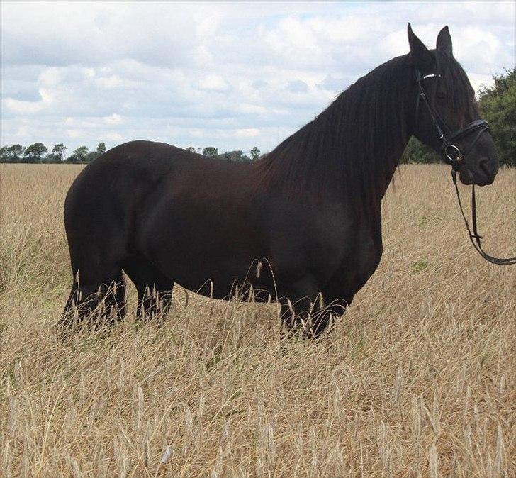 Frieser Midtjydens Kira billede 4