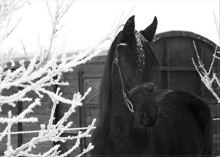 Frieser Midtjydens Kira billede 5