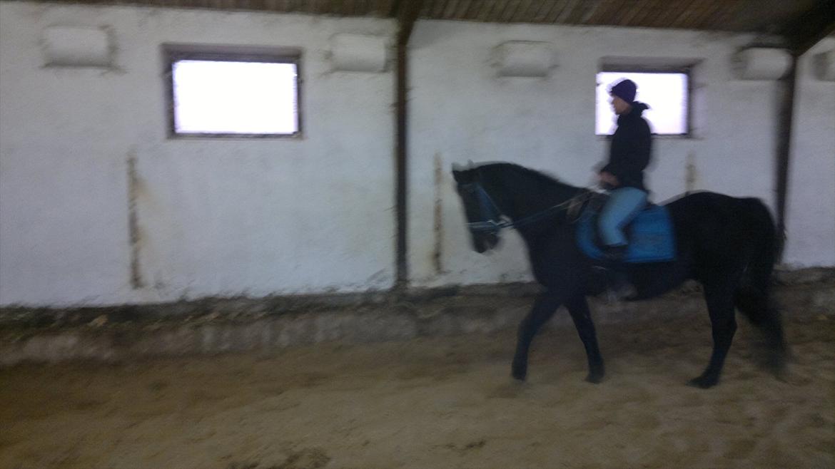 Traver Falkon skotland billede 12