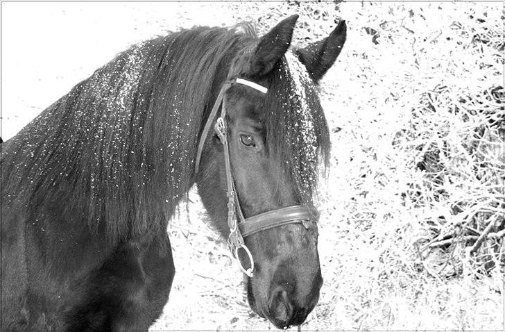 Frieser Midtjydens Kira billede 6