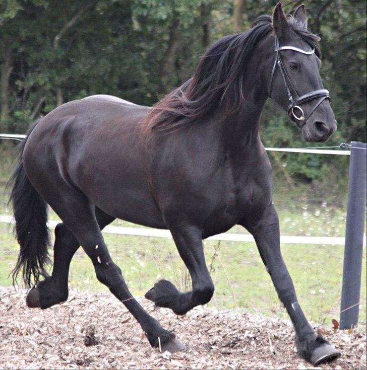 Frieser Midtjydens Kira billede 7