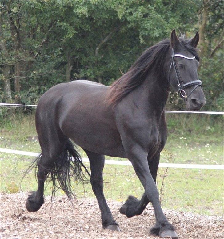 Frieser Midtjydens Kira billede 8