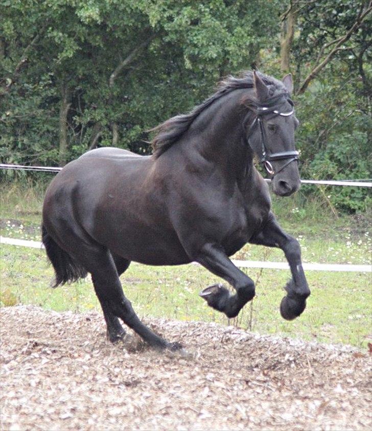 Frieser Midtjydens Kira billede 9