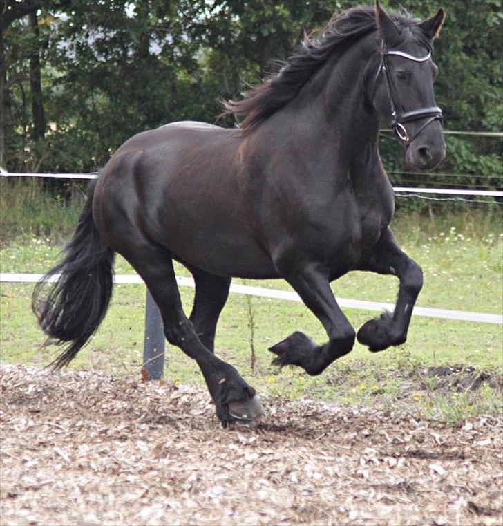 Frieser Midtjydens Kira billede 10