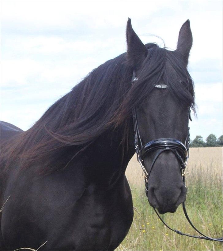 Frieser Midtjydens Kira billede 11