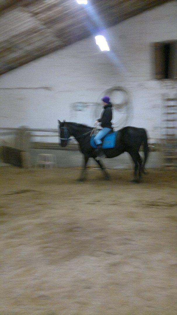 Traver Falkon skotland billede 13