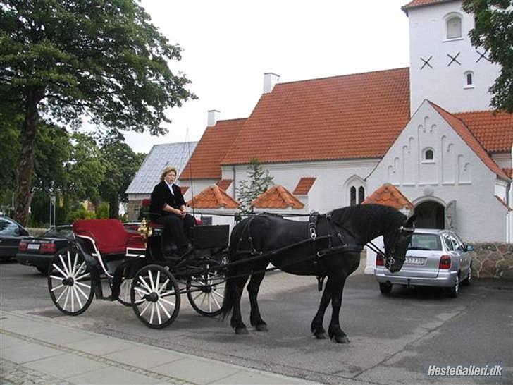 Frieser Midtjydens Kira billede 13