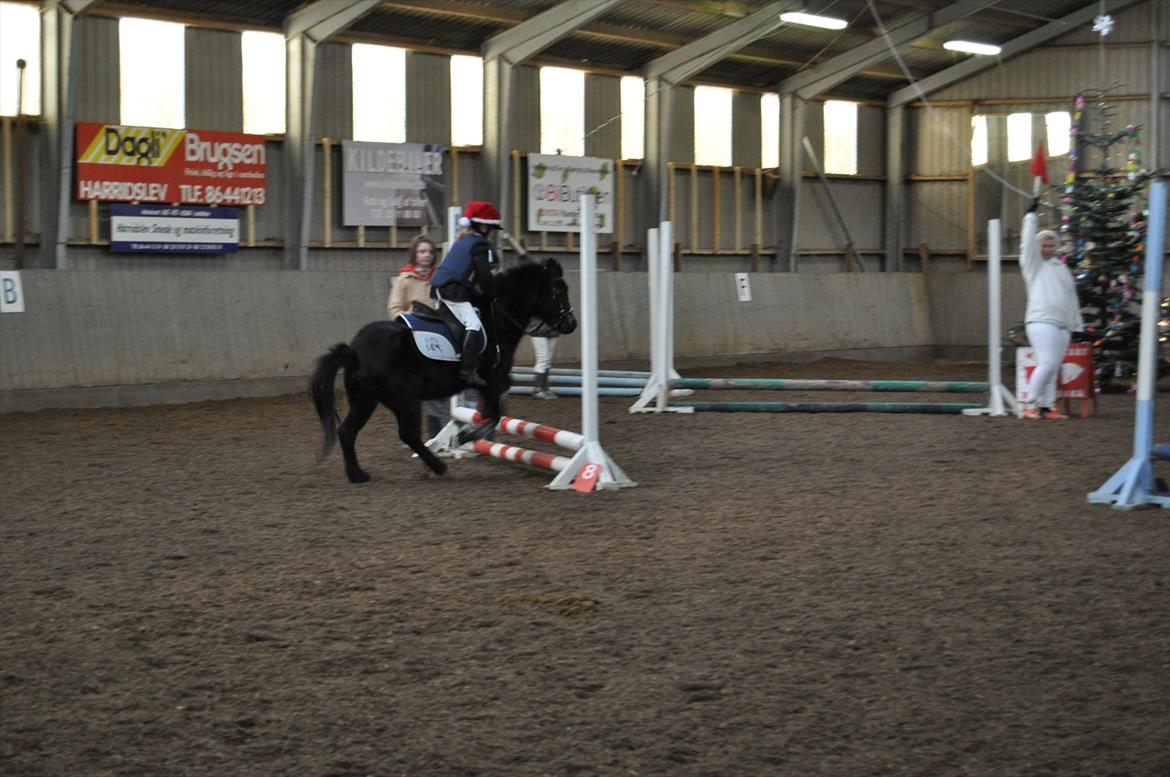 Anden særlig race Mikkeline billede 2