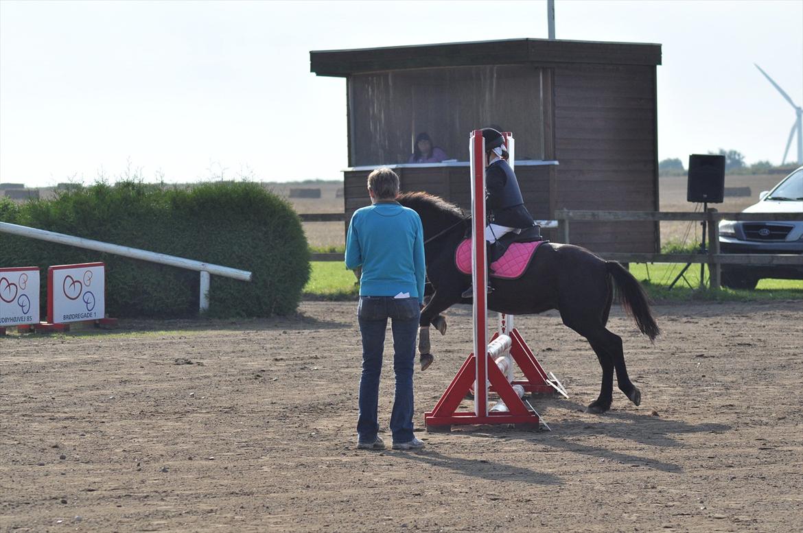 Anden særlig race Mikkeline billede 3