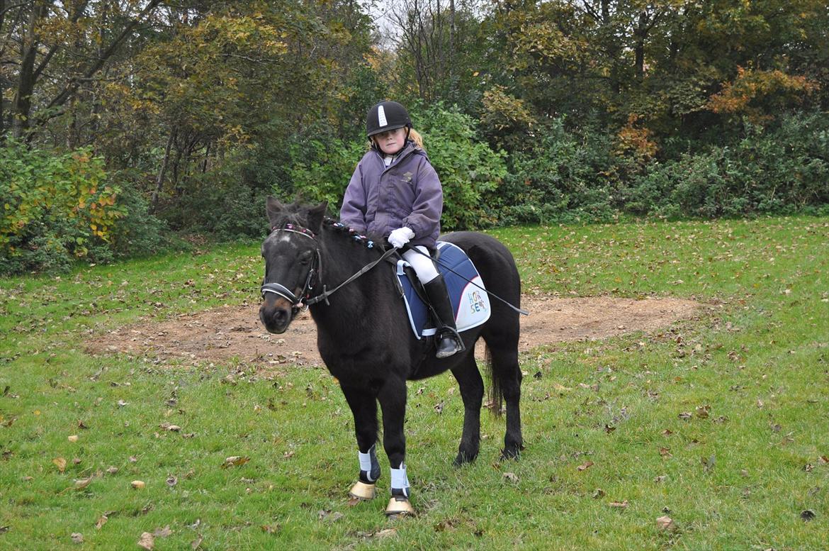Anden særlig race Mikkeline billede 4
