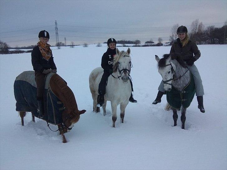 Irsk Sportspony Castlefarm Jim - En tur på marken, med de søde piger (:
- Vinter 2010 billede 8