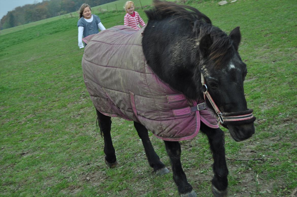 Anden særlig race Mikkeline billede 5