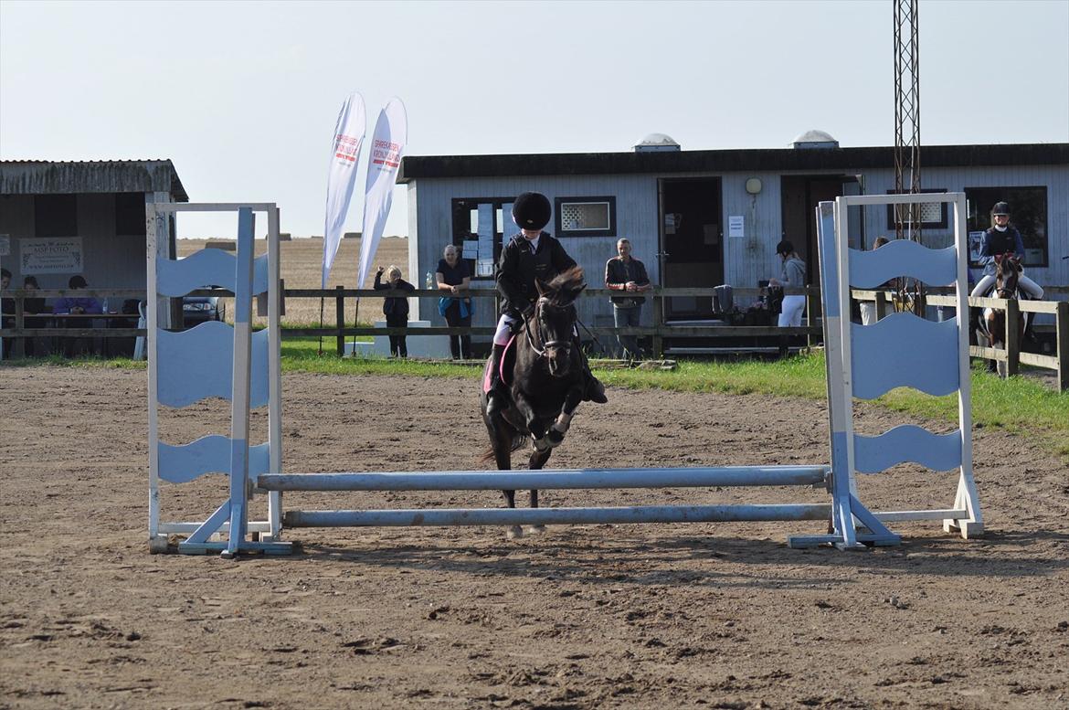 Anden særlig race Mikkeline billede 6