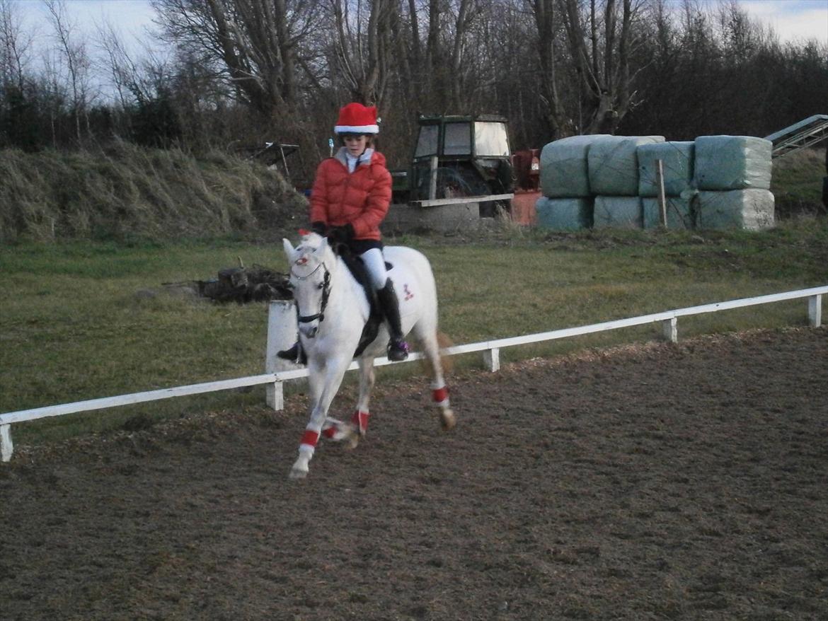 Welsh Partbred (Sec F) TofteKjærs Loralai {Tulle} *soglt* Du var bedst<3 billede 17