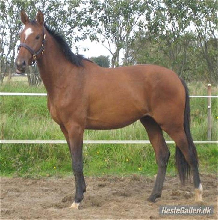 Dansk Varmblod Faithful´s Queen Solgt billede 3