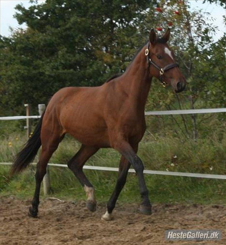 Dansk Varmblod Faithful´s Queen Solgt billede 4