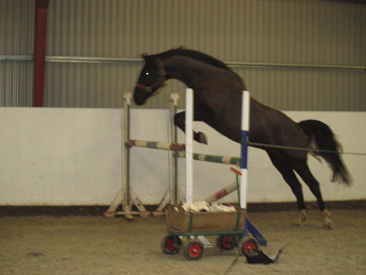 Dansk Varmblod Kastlund Diango (Solgt) - løsspringning den 8 januar 2012 her springer han 120 cm og deter trejde gang han springer så sys egenligt han gør det godt billede 20