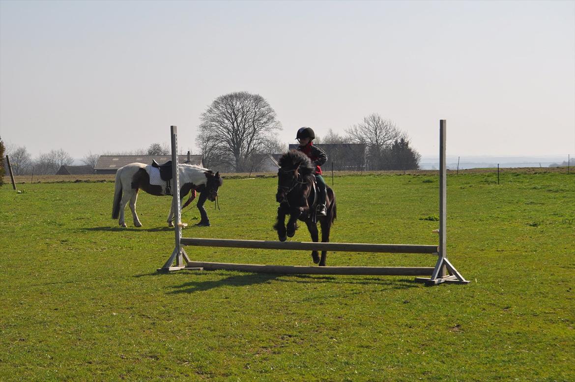 Anden særlig race Mikkeline billede 9