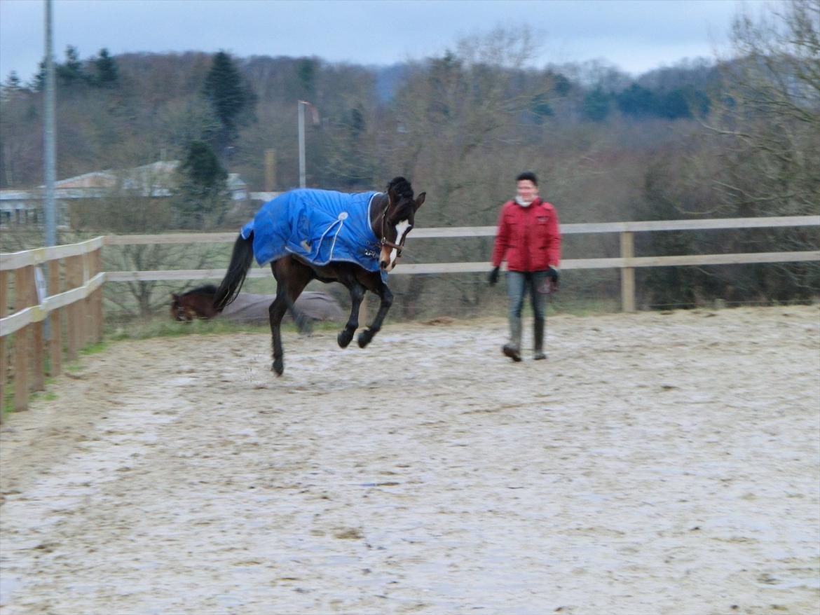 Anden særlig race Birkemosens Jasmin - Jasmin det lille ninja-dyr :p<3
Dejlige pony<3 billede 6