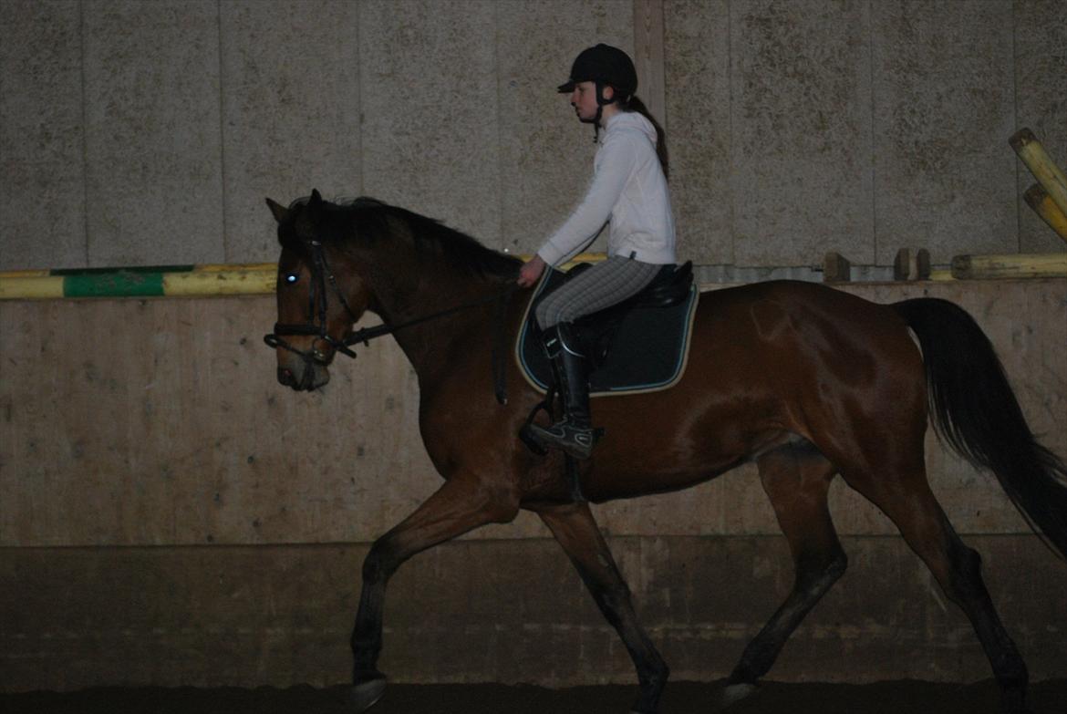 Trakehner Nemo - 16. Ditte & Nemo 2012 billede 19