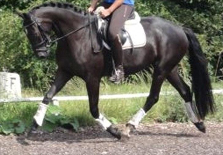 Dansk Varmblod Nofret billede 9