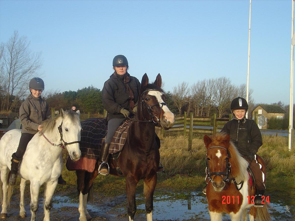 Dansk Varmblod Tybjergs Miss Go Go billede 8