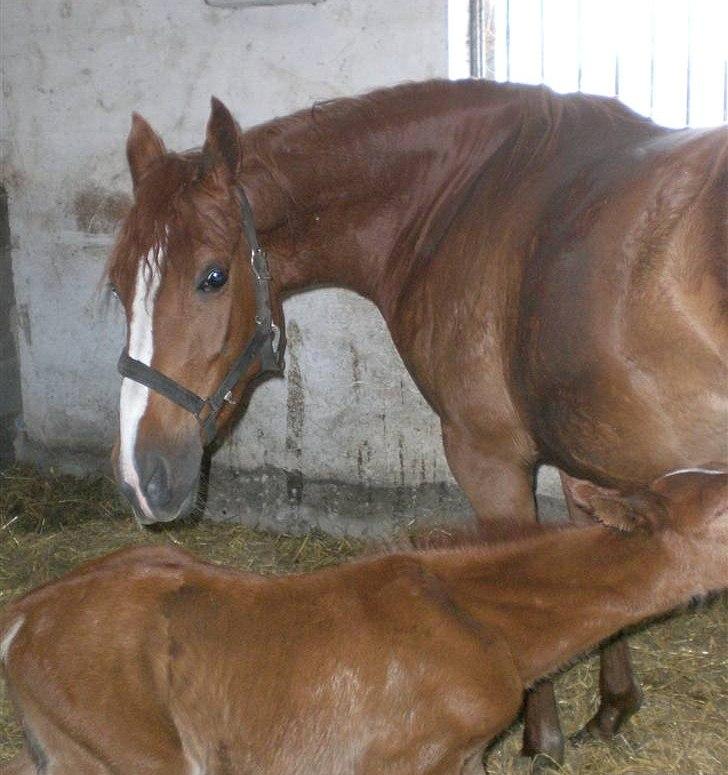 DSP Alanya billede 1