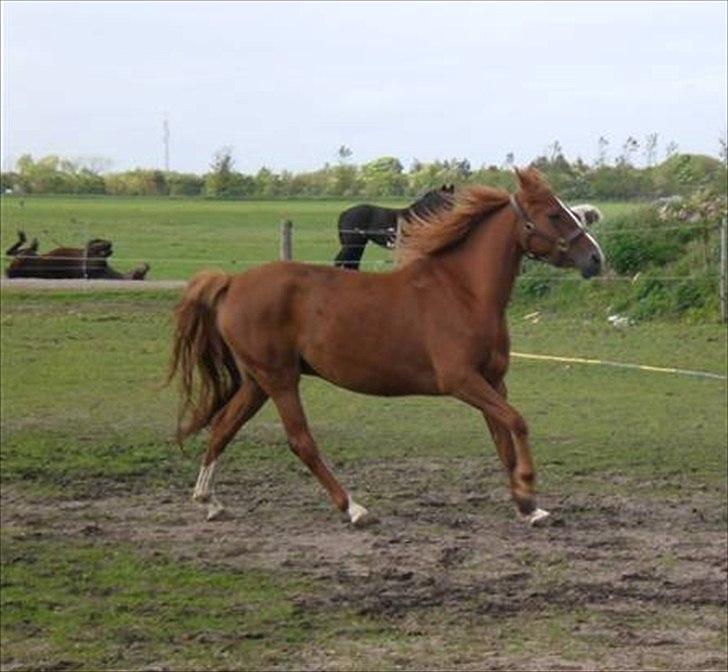 DSP Alanya billede 2