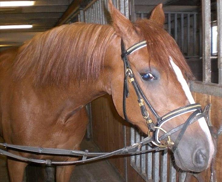 DSP Alanya billede 3