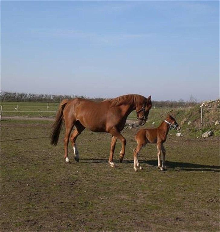 DSP Alanya billede 4