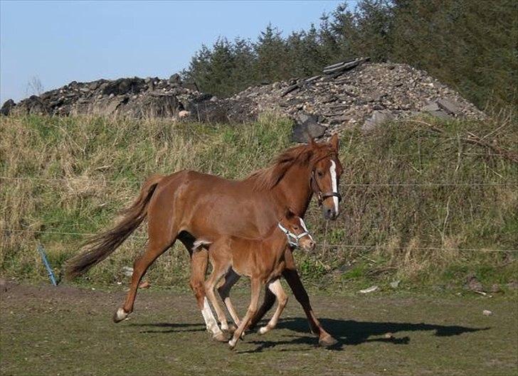 DSP Alanya billede 5