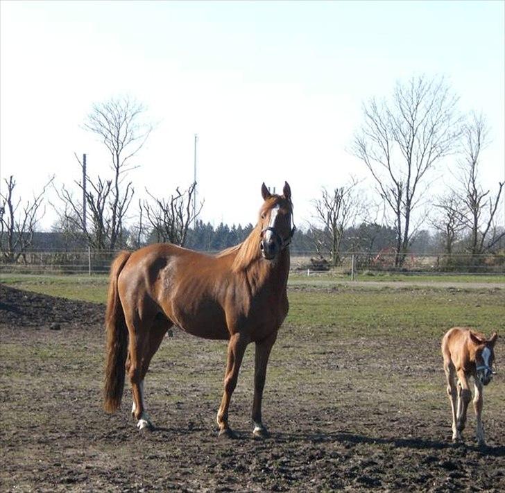 DSP Alanya billede 6