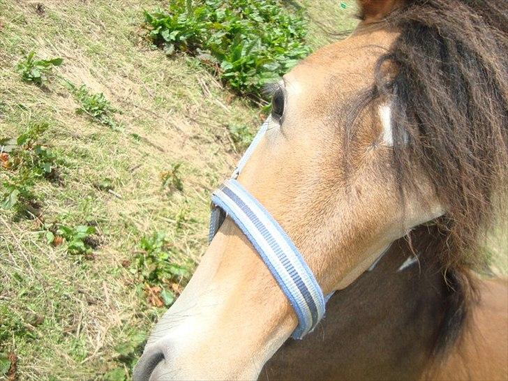 Anden særlig race ballu billede 1