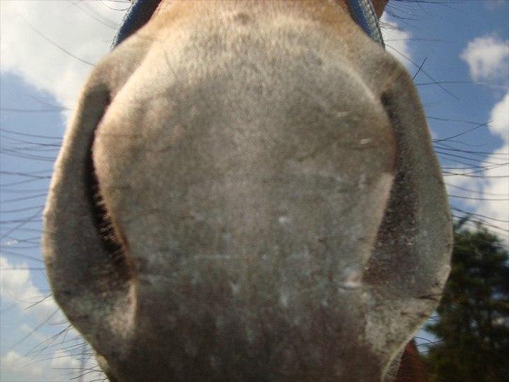 Anden særlig race ballu billede 3