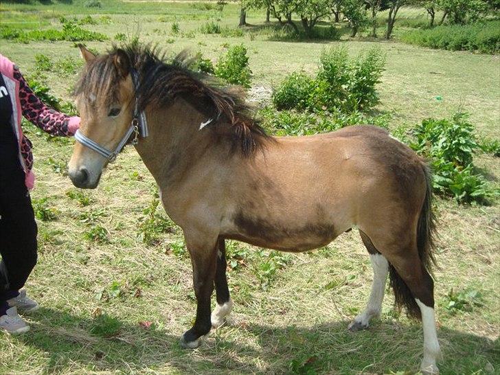 Anden særlig race ballu billede 5