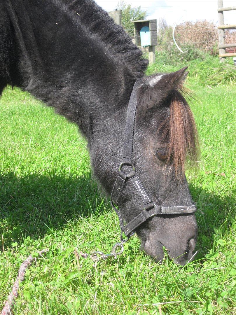 Shetlænder Claus † RIP † 10/9-11:( - Hans Øje!:) billede 5