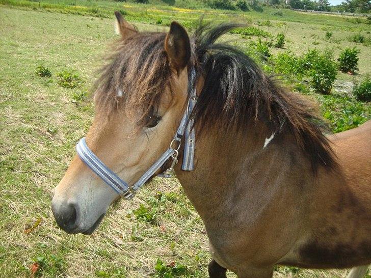 Anden særlig race ballu billede 6