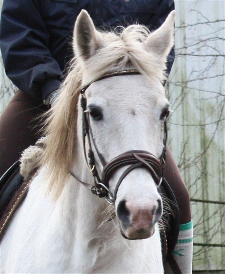 Pinto Marcia (elsket og savnet) - Så nuttet! billede 5